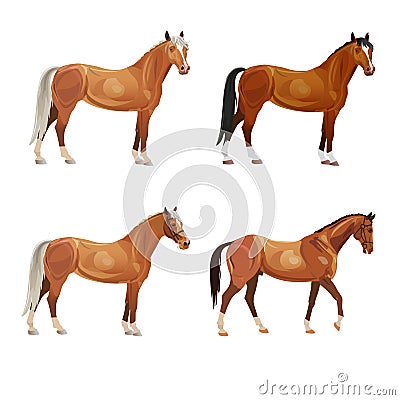 Horses in various poses Vector Illustration