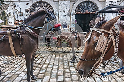 Horses of Vigan Ilocos Sur Stock Photo