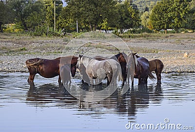 Horses walk in line with a shrinking river. The life of horses Stock Photo