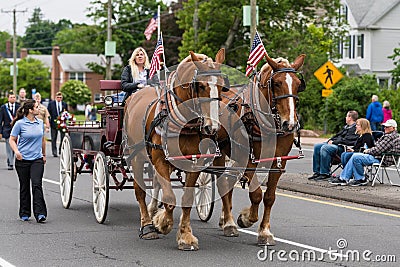 Brown Clydesdale horses pull wagon at parade in USA Editorial Stock Photo