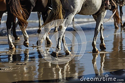 Horses walking on the beach in Corpus Christi Texas Stock Photo