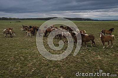 Horses walking in a line on pasture, drone view of green landscape with a herd of brown horses Stock Photo