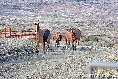 Horses walking the ranch in West Texas Stock Photo