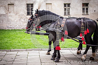 Horses of wedding carriage Stock Photo