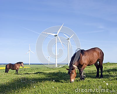 Horses and wind turbines Stock Photo