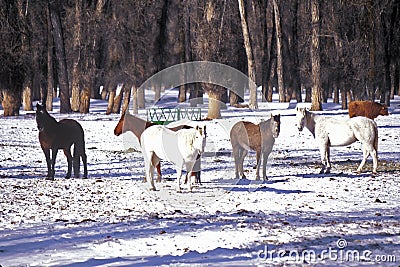 Horses in Winter snow, Jackson, WY Stock Photo