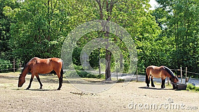 Horses at Ã–verjÃ¤rva GÃ¥rd in Solna in Stockholm County Editorial Stock Photo