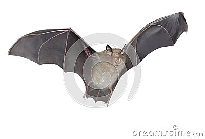 Horseshoe bat isolated Cartoon Illustration