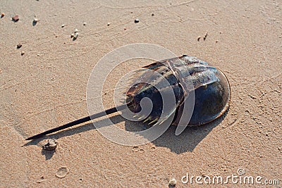 Horseshoe crab Stock Photo