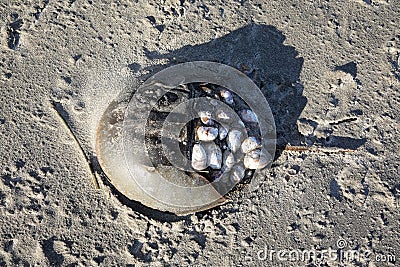 Horseshoe crab with barnacles on wet sandy beach Stock Photo