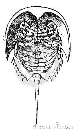 Horseshoe Crab or Limulidae, vintage engraving Vector Illustration