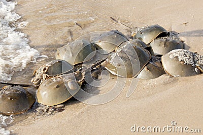 Horseshoe Crab (Limulus polyphemus) Stock Photo