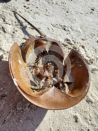 Horseshoe crab shell washed up on the beach Stock Photo