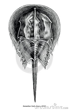 Horseshoe Crab vintage clip art Stock Photo