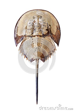 Horseshoe crab on white background isolated close up top view, marine arthropod with domed horseshoe-shaped shell Stock Photo