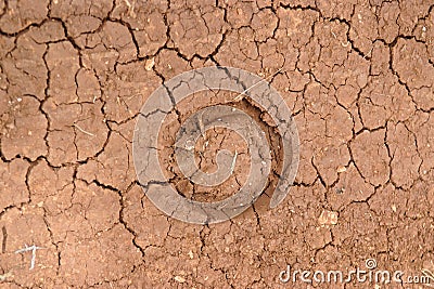 Horseshoe footprint in cracked ground in drought Stock Photo