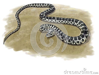 Horseshoe whip snake Cartoon Illustration
