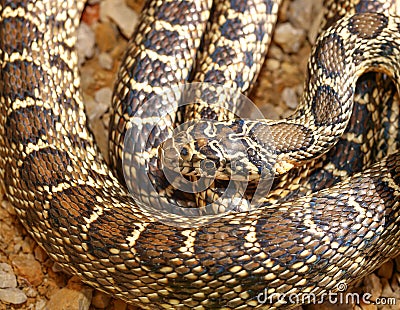 horseshoe whip snake, Hemorrhois hippocrepis Stock Photo
