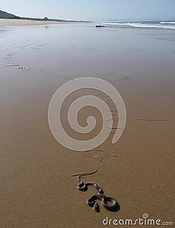 Snake in the beach. Tarifa. Spain Stock Photo