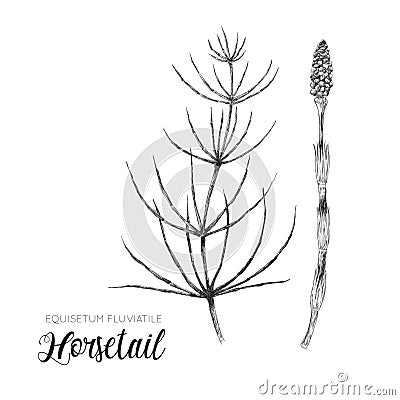 Horsetail - Equisetum fluviatile - black and white illustration Vector Illustration