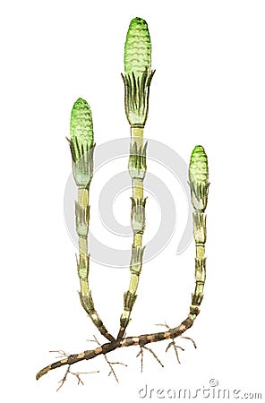 Horsetail herb medicinal and food plants Stock Photo