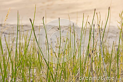 Horsetail or Snakegrass Equisetum laevigatum Stock Photo