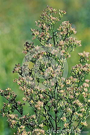 Horseweed 33494 Stock Photo