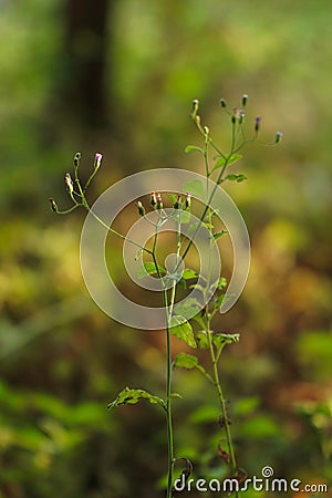 Horseweed or Conyza canadensis, Canadian Fleabane, Erigeron bonariensis Stock Photo