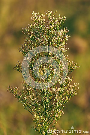 Horseweed plant (Erigeron canadensis) also known as coltstail, marestail, and butterweed Stock Photo