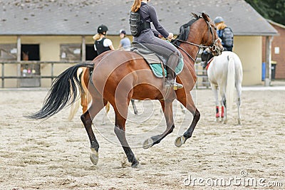 Horsewoman training on the brown hors at the court Stock Photo