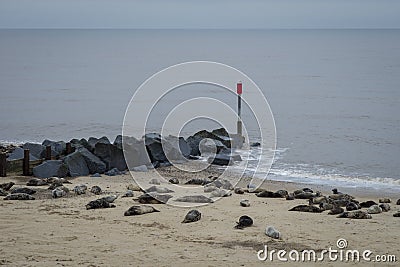 Horsey Seals Stock Photo