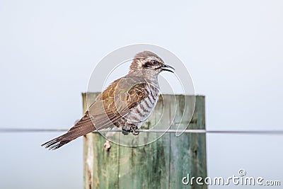 Horsfield`s Bronze Cuckoo in Australia Stock Photo