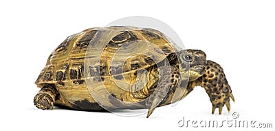 Horsfield's tortoise, Testudo horsfieldii, isolated Stock Photo