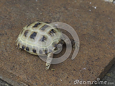 Horsfield tortoise, Testudo horsfieldii Stock Photo
