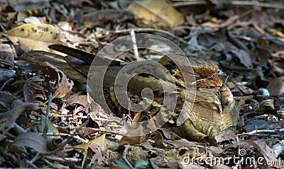 Horsfields Nachtzwaluw, Large-tailed Nightjar, Caprimulgus macrurus Stock Photo