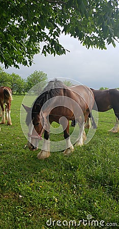 Horsing around Stock Photo