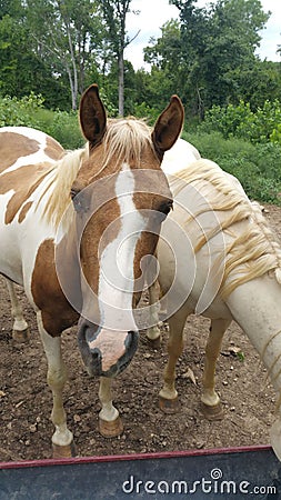 Horsing Around Stock Photo