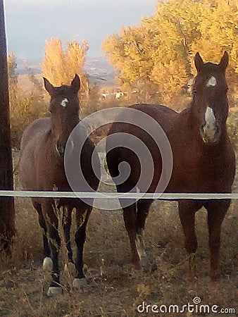 Horsing around Stock Photo