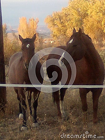 Horsing around Stock Photo