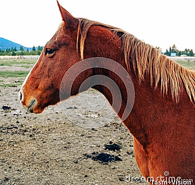 Horsing around with thoughts Stock Photo