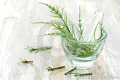 Horstail Herbs with alternative medicine herbal supplements and ptablet with glass mortar Stock Photo