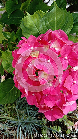 Hortensia in bloom Stock Photo