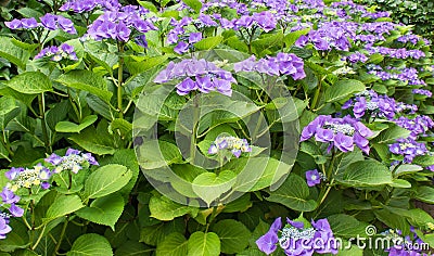 Hortensia blue - Hydrangea macrophylla `Blaumeise` Stock Photo