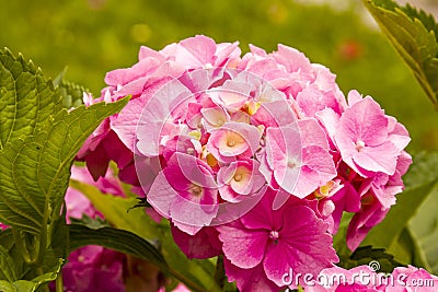 Hortensia Hidrangea - plant with flowers and leaves Stock Photo