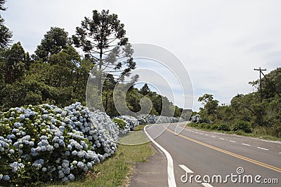 Hortensias in the Road to Gramado Stock Photo