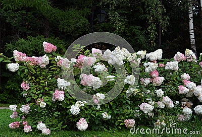 Hortensia, Hydrangea, hedge bush pink and white blossom - Hydrangea hedge Stock Photo