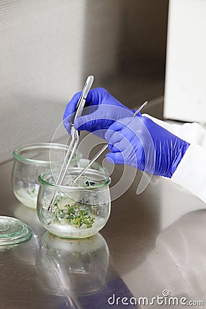 A horticultural scientist splicing plant varieties Stock Photo