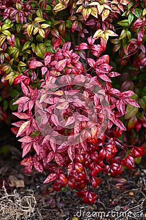 Horticultural variety of Nandina domestica. In Japan, it is called Otafukunanten. Berberidaceae evergreen shrub. Stock Photo