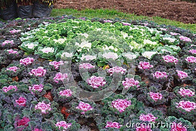 Horticulture Stock Photo