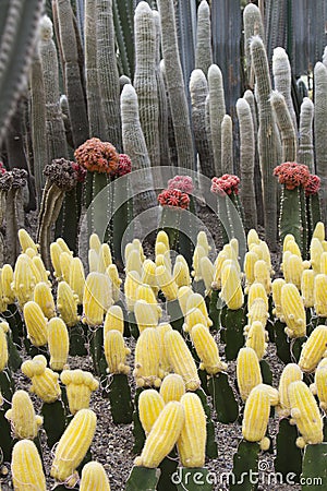 Horticulture cultivation cactus Stock Photo